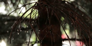 云杉树枝上的雨滴