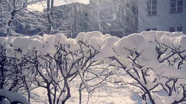 冬天的城市在早晨下雪了，雪落在树上，灌木丛和建筑物上。