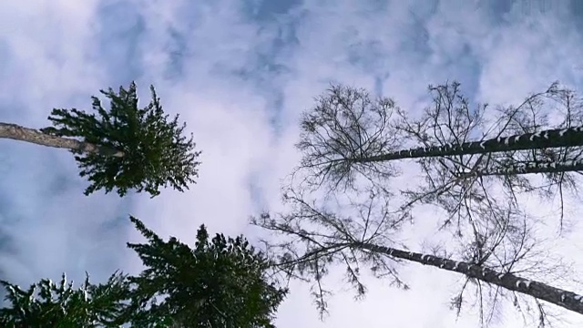 从地面俯瞰松树的顶端。从下面看，是一棵美丽的大树。高角度的视角看树木生长在公园的顶部。低角度的视图顶部的一棵树在蓝色的天空。