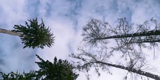 从地面俯瞰松树的顶端。从下面看，是一棵美丽的大树。高角度的视角看树木生长在公园的顶部。低角度的视图顶部的一棵树在蓝色的天空。