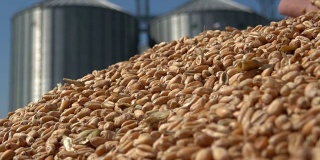 粮仓储存农业，小麦在手