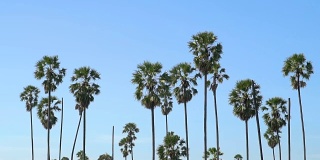 慢镜头鸟瞰图美丽的棕榈树与蓝天在泰国