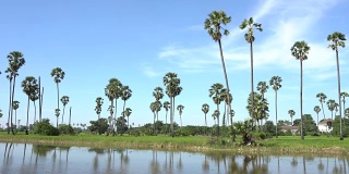 4K鸟瞰图美丽的农业水稻与棕榈树在泰国