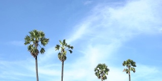 4K鸟瞰美丽的棕榈树与蓝天在泰国