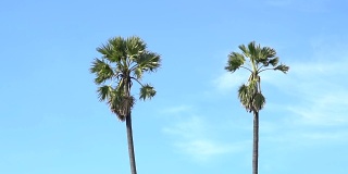 鸟瞰图美丽的棕榈树与蓝天在泰国
