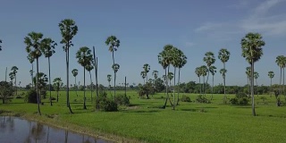 4K观看美丽的农业水稻与棕榈树在泰国