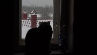猫坐在窗台上看窗外视频素材模板下载