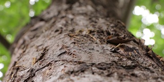 大树上的蚂蚁