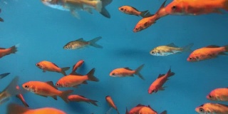 金鱼在鱼缸里游泳