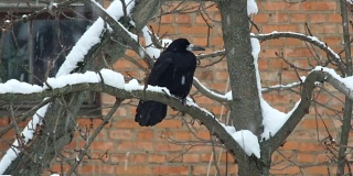 下雪时，一只白嘴鸦坐在树枝上生气了(乌鸦)