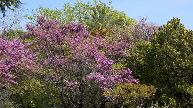 尼斯植物园，美丽的树和紫罗兰花的全景，自然