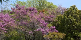尼斯植物园，美丽的树和紫罗兰花的全景，自然