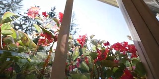 美丽的天竺葵花在夏天。透过窗户射击