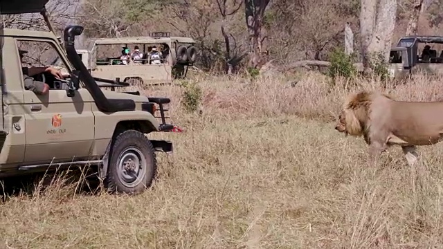 博茨瓦纳，一只雄性狮子试图穿过许多挡住它去路的狩猎车辆