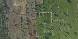 4K鸟瞰图美丽的农业水稻与棕榈树在泰国
