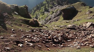 一群羊在山顶上晒太阳取暖视频素材模板下载