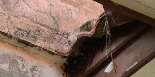 蜜蜂在瓦房洞下筑巢