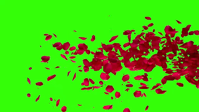 红色玫瑰花瓣过渡水平飞行上色度键，绿色屏幕背景，阿尔法通道，节日爱情，关系和情人节