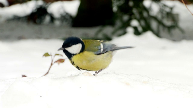 鸟在雪冬天大山雀Parus major 4k