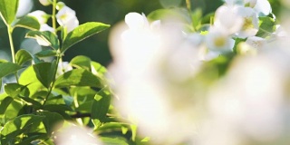 美丽的茉莉花白花在夏日的焦点拉
