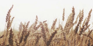 小麦穗在温暖的夏季日落光线