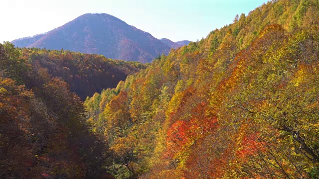 摇摄:日本福岛相珠松的中津川桥与秋红叶林