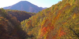 摇摄:日本福岛相珠松的中津川桥与秋红叶林