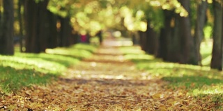 秋天金色的椴树巷在镇上落叶