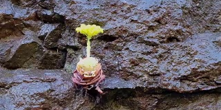 西班牙圣克鲁斯德特内里费省加那利群岛拉戈梅拉岛上的岩面上的黄色开花的aeonium(多肉的)