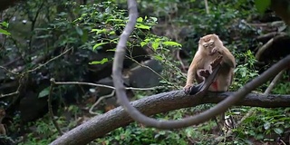 猴子生活在泰国普吉岛的一片天然森林里。