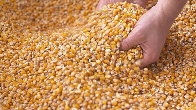 新鲜收获的玉米。农业背景，玉米收获