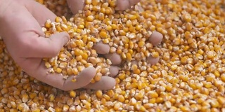 新鲜收获的谷物。农业背景，玉米收获