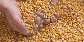 新鲜收获的谷物。农业背景，玉米收获