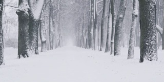 镇上的小路上下雪了，大风吹着橡树叶