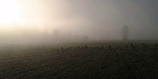 慢镜头空中大雁在晴朗的雾霾中飞过农田