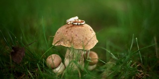 结婚戒指戴在森林里一个美丽的小蘑菇上
