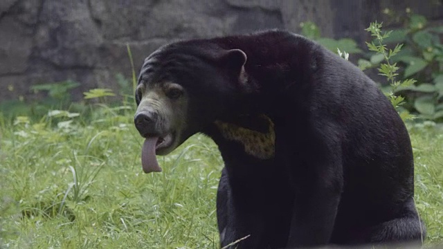 近距离拍摄的太阳熊和看它著名的长舌头。