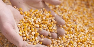 农民双手展示刚收获的玉米。农业、玉米收获