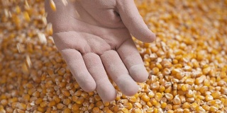 农民双手展示刚收获的玉米。农业、玉米收获