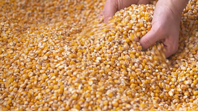 玉米谷粒从农民的手中落在玉米袋里。