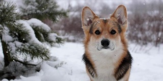 威尔士柯基犬彭布罗克在美丽的冬日森林里散步。