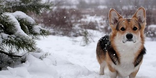 威尔士柯基犬彭布罗克在美丽的冬日森林里散步。