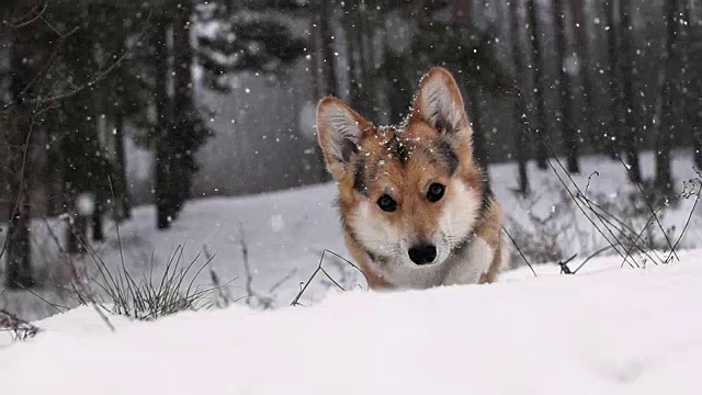 威尔士柯基犬彭布罗克在美丽的冬日森林里散步。