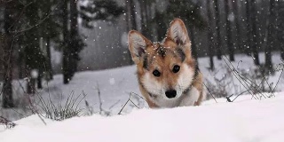 威尔士柯基犬彭布罗克在美丽的冬日森林里散步。
