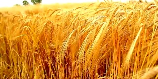小麦大麦黄金田
