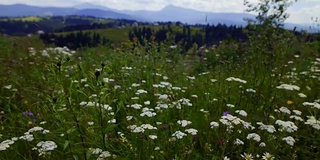 野黄菊花迎风飘扬