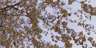 秋天的桦树运动流畅