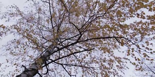 秋日白桦树，旋转运动