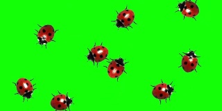 瓢虫群，CG动画在绿色屏幕上，无缝循环