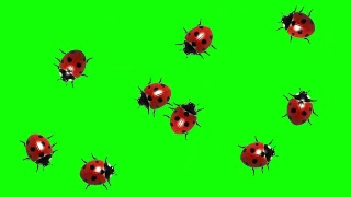 瓢虫群，CG动画在绿色屏幕上，无缝循环视频素材模板下载